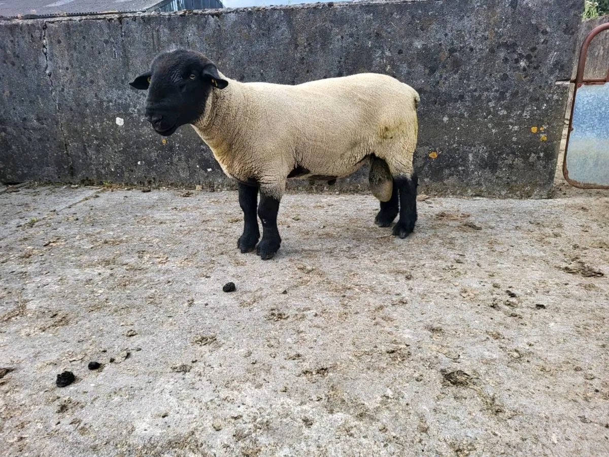 Suffolk Ram - Image 2