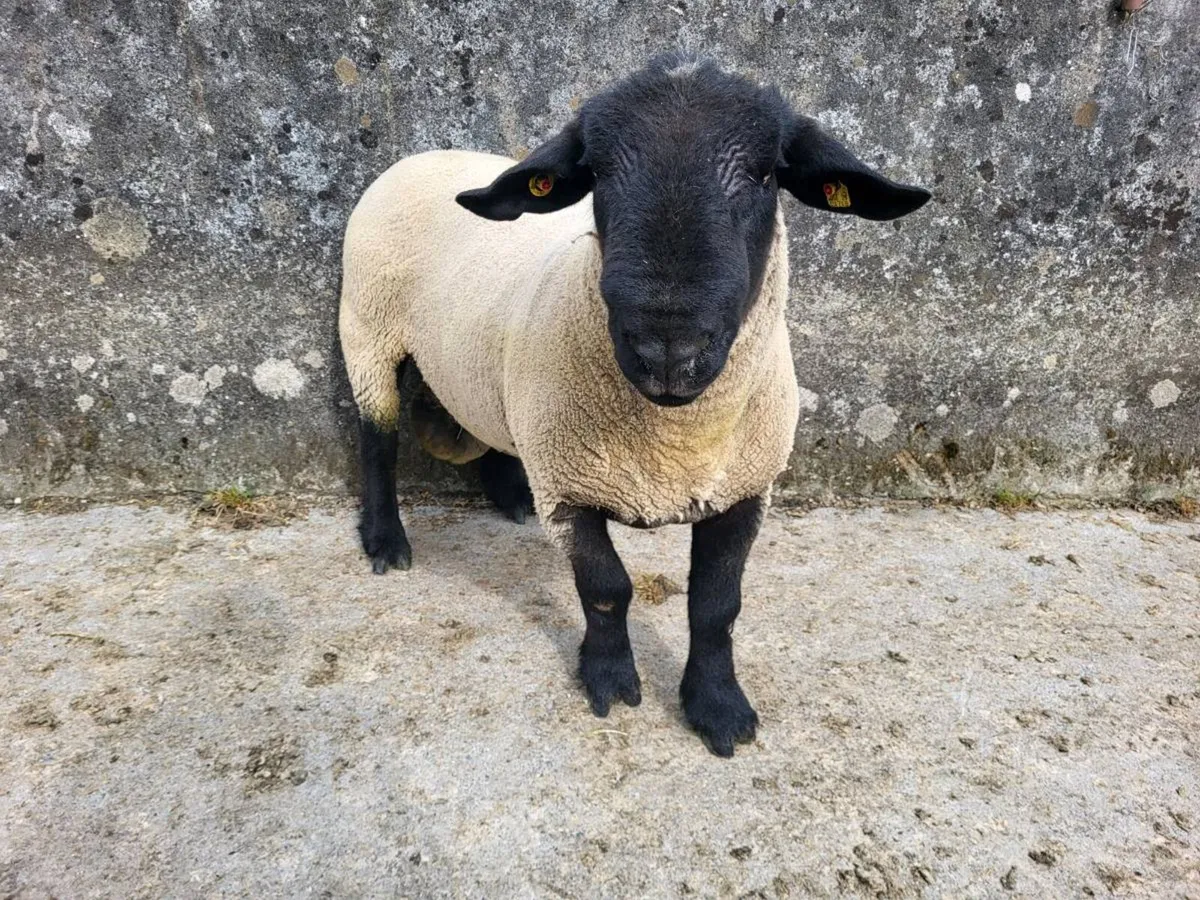 Suffolk Ram - Image 3