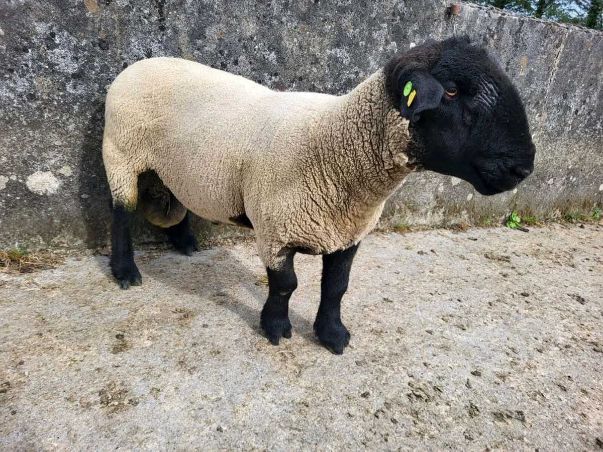 Suffolk Ram - Image 4