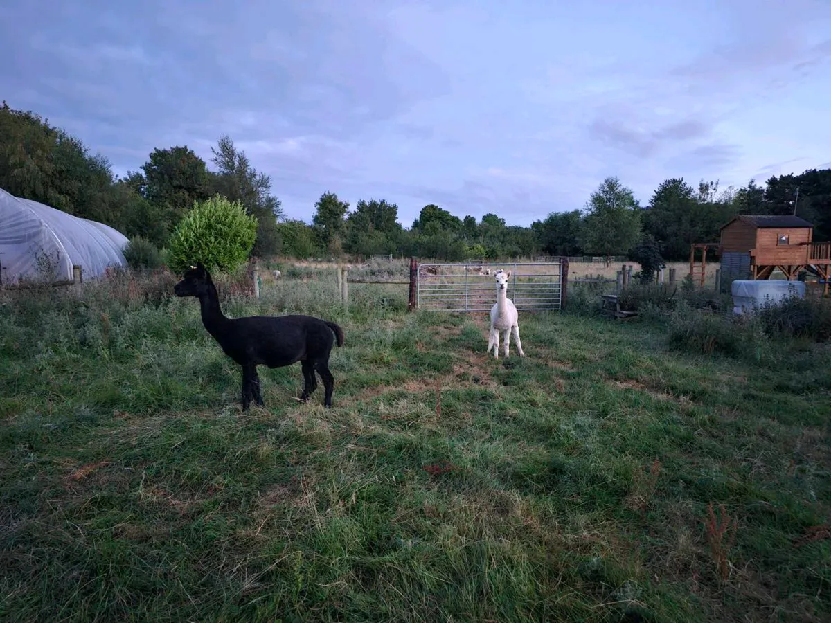 2 male alpacas - Image 1