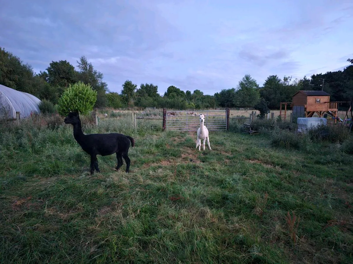 2 male alpacas - Image 2