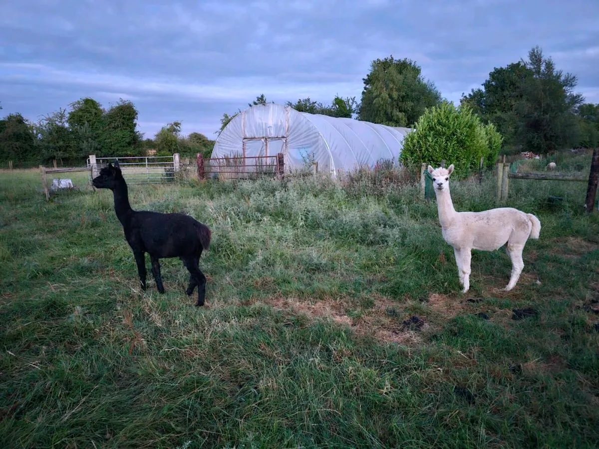 2 male alpacas - Image 3