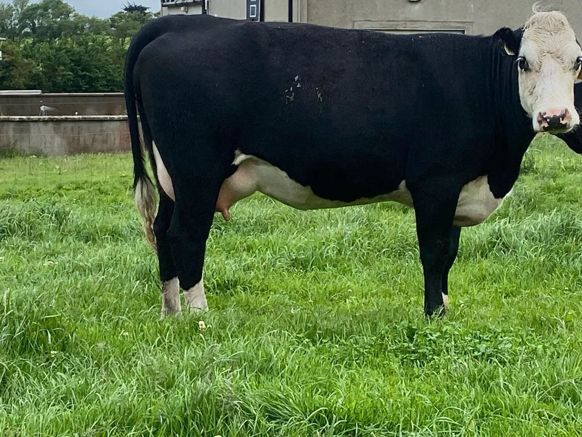 Calved Hereford heifers - Image 2