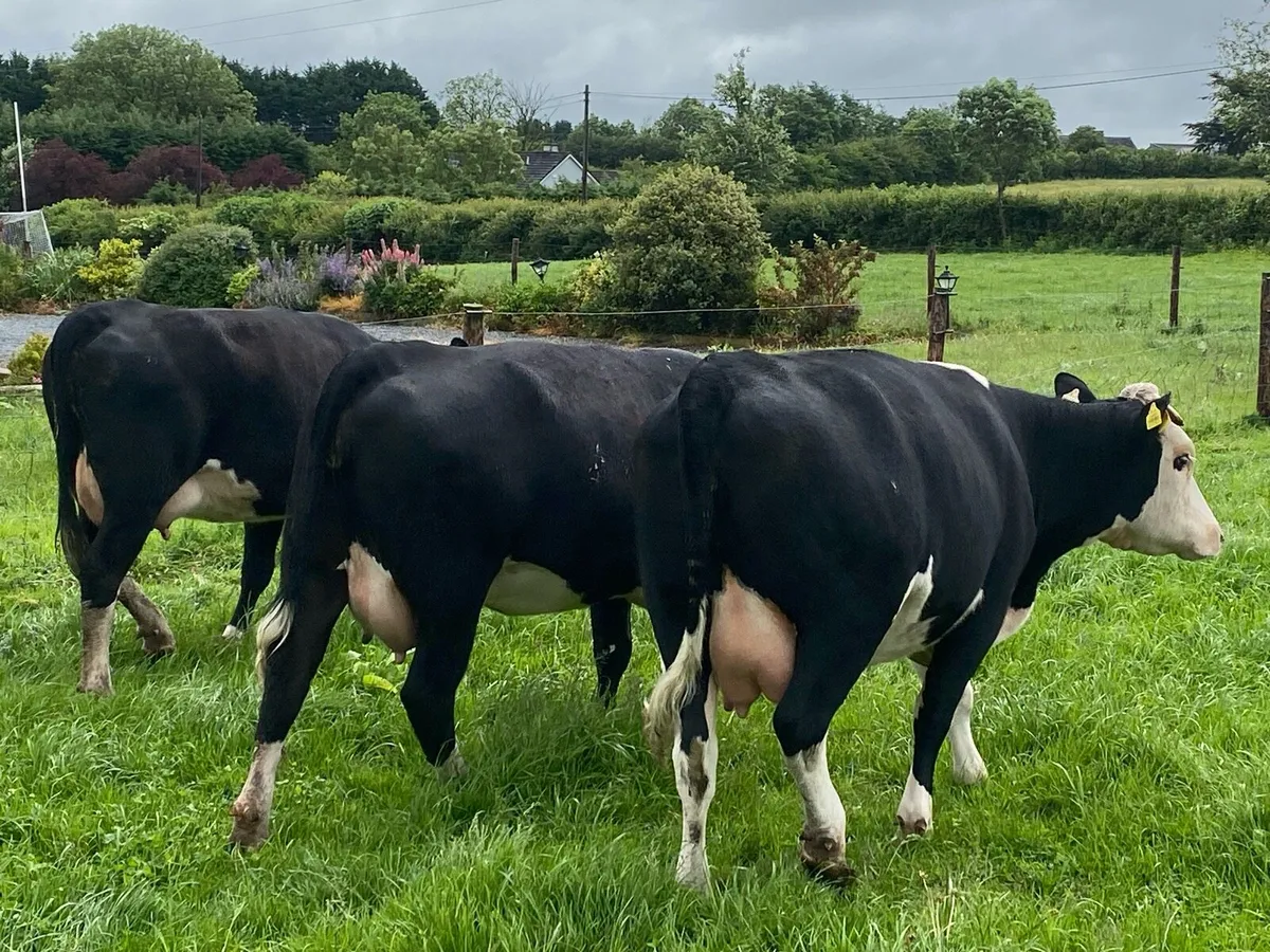 Calved Hereford heifers - Image 3