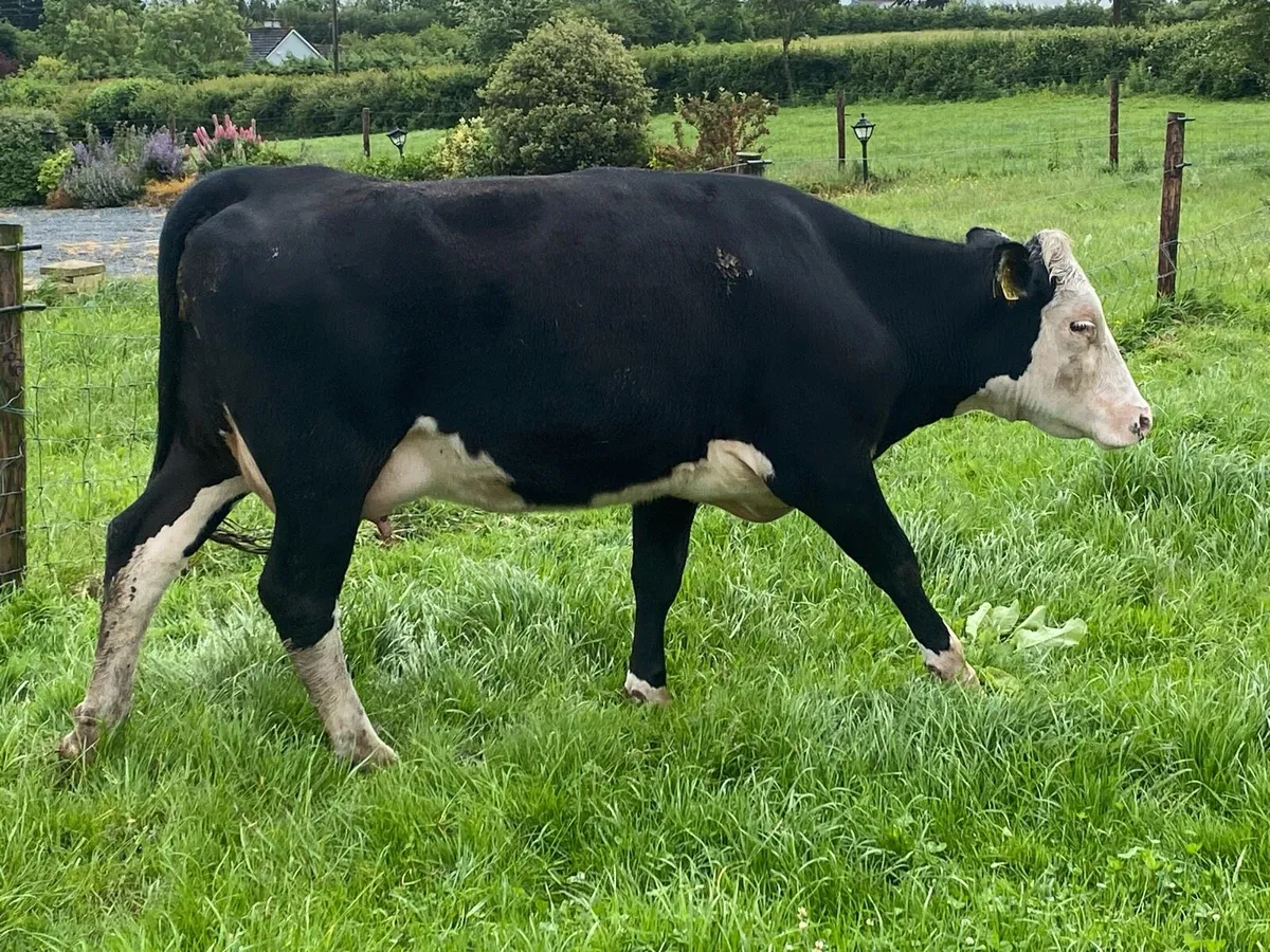 Calved Hereford heifers - Image 4