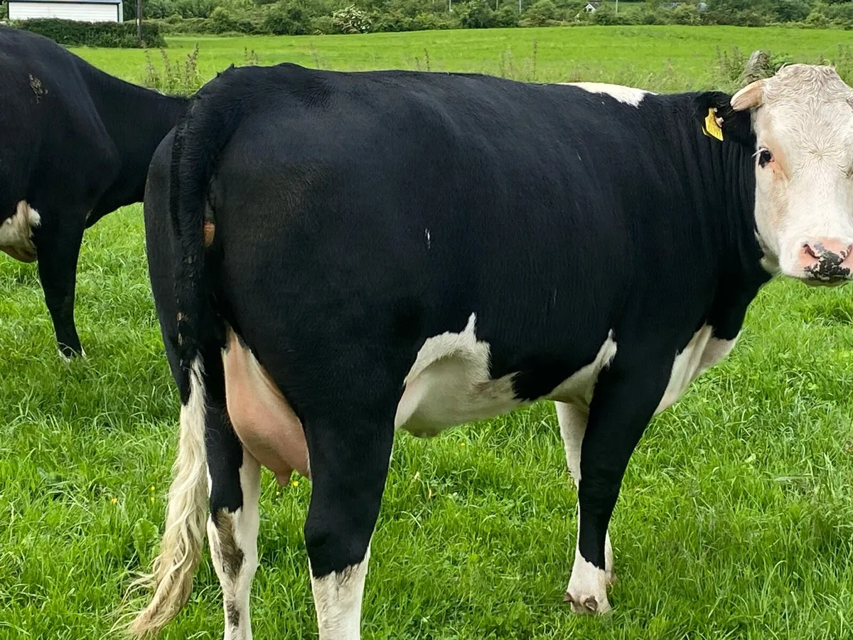 Calved Hereford heifers - Image 1