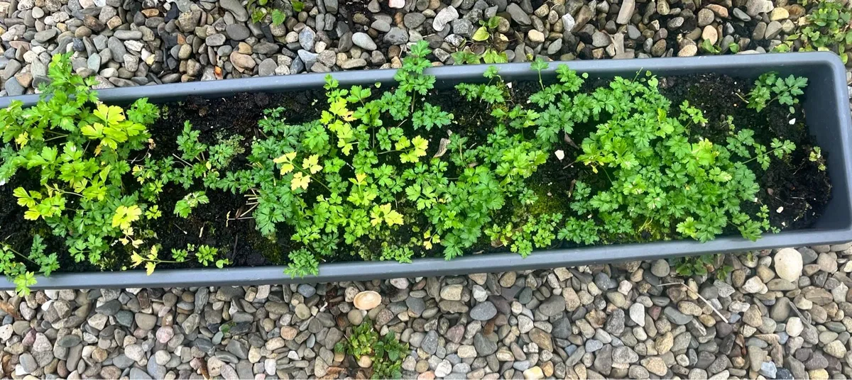 Long pot with soil - Image 1