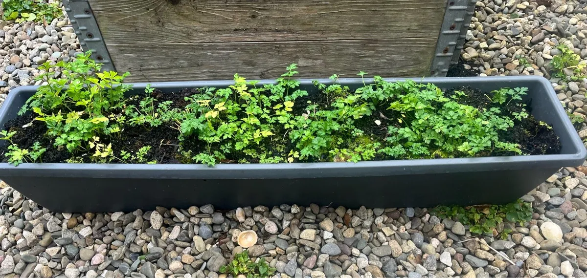 Long pot with soil - Image 2