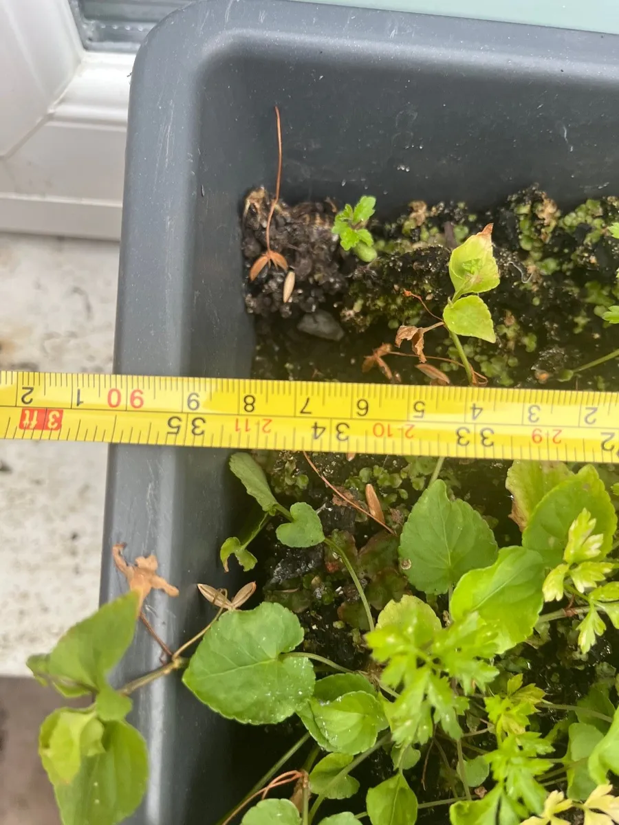 Long pot with soil - Image 4