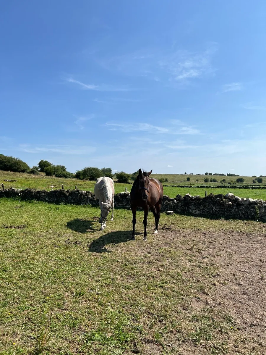 TB Breeding Mares  for Sale - Image 3