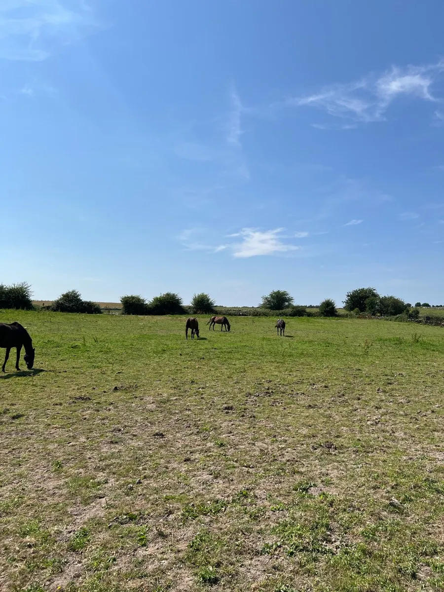 TB Breeding Mares  for Sale - Image 4