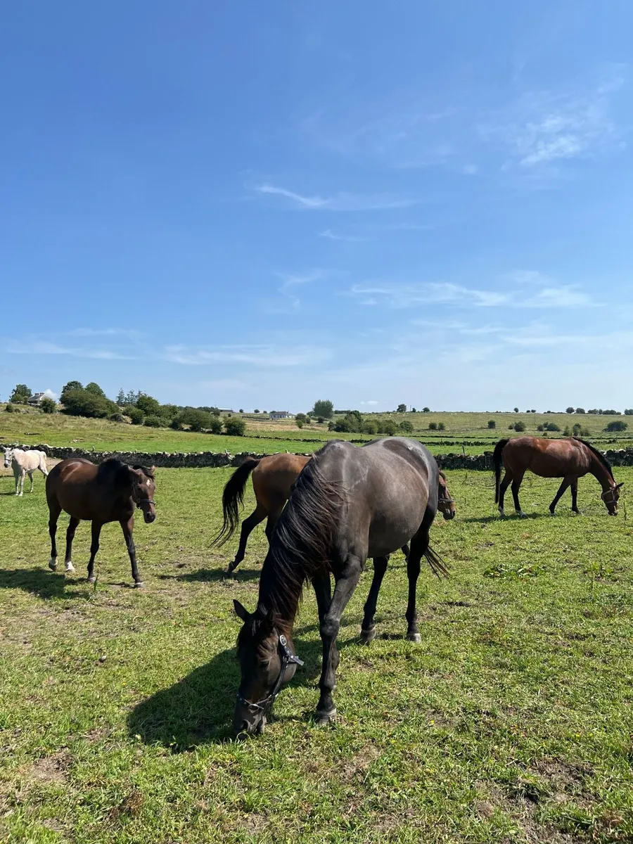 TB Breeding Mares  for Sale - Image 1