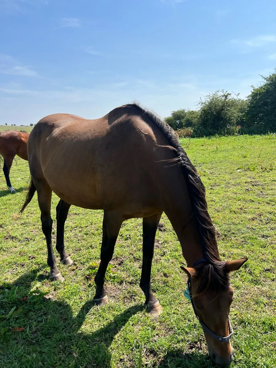 TB Breeding Mares  for Sale - Image 2