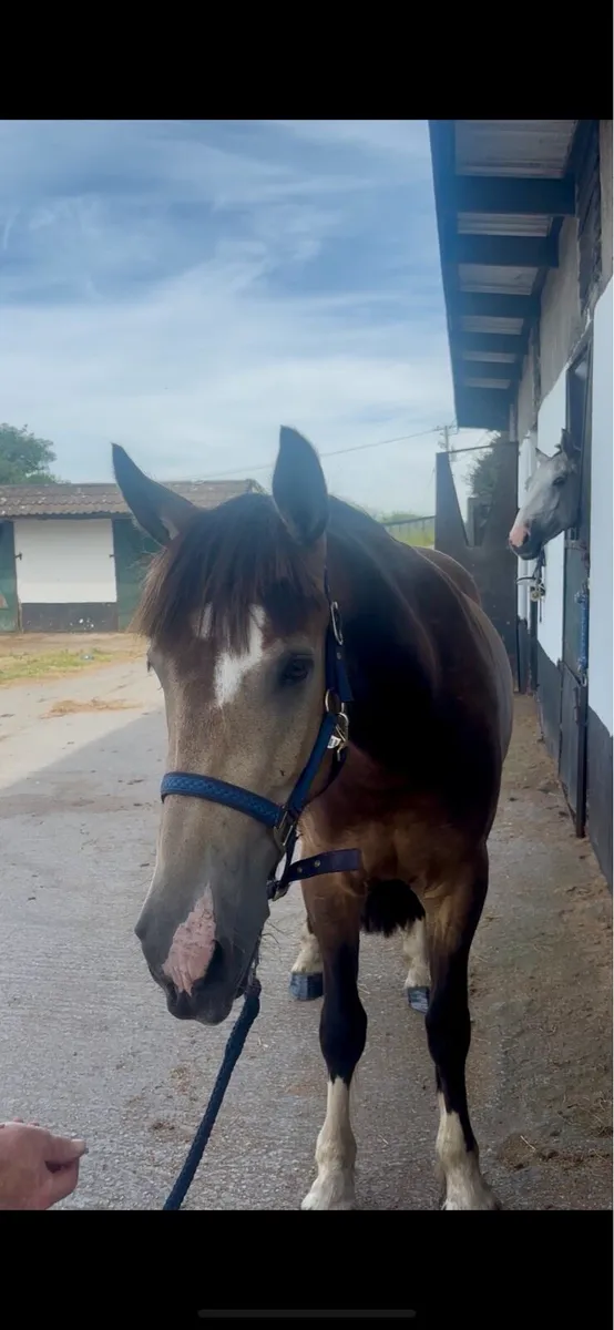 3 year old dun flashy cob - Image 3