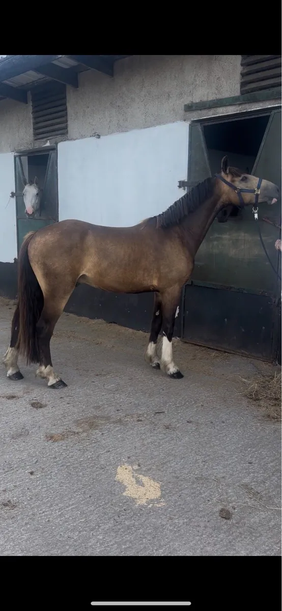 3 year old dun flashy cob - Image 1