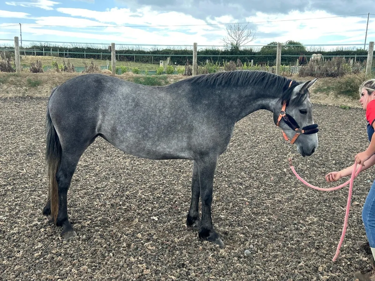 3 year old Connemara mare class 1 breeding - Image 2