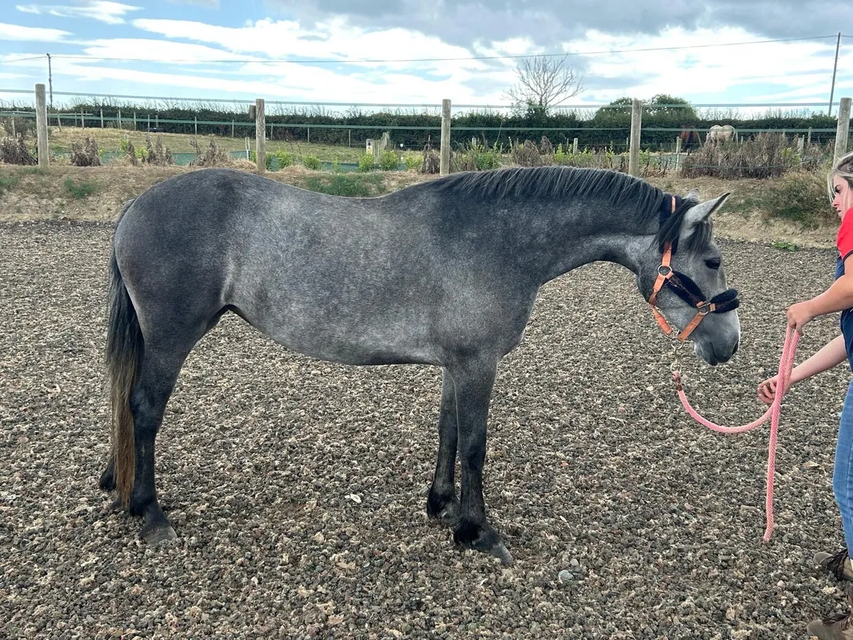 3 year old Connemara mare class 1 breeding - Image 3