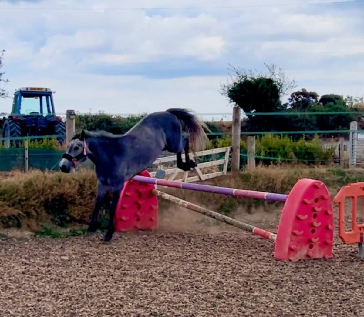 3 year old Connemara mare class 1 breeding - Image 4