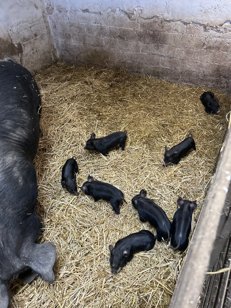 Pigs - Image 1