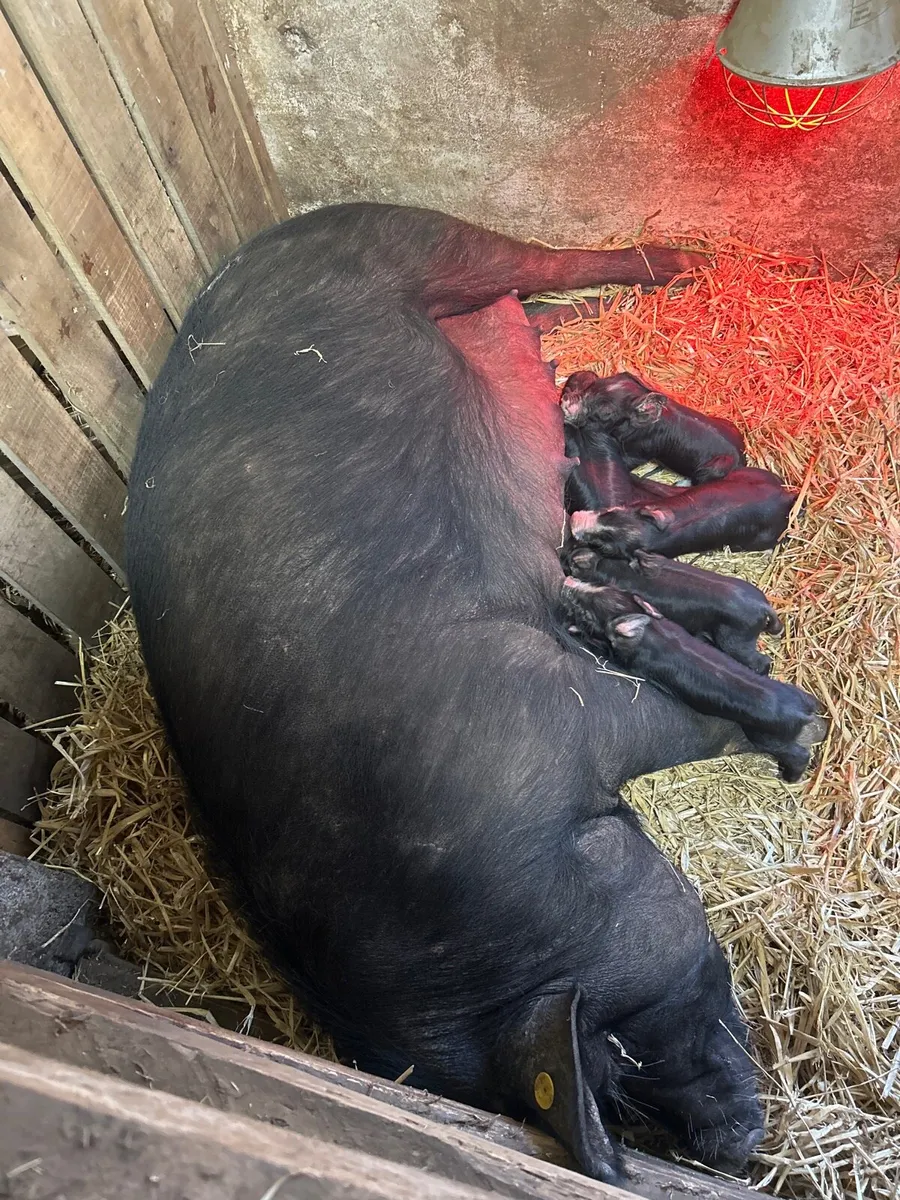 Pigs - Image 3