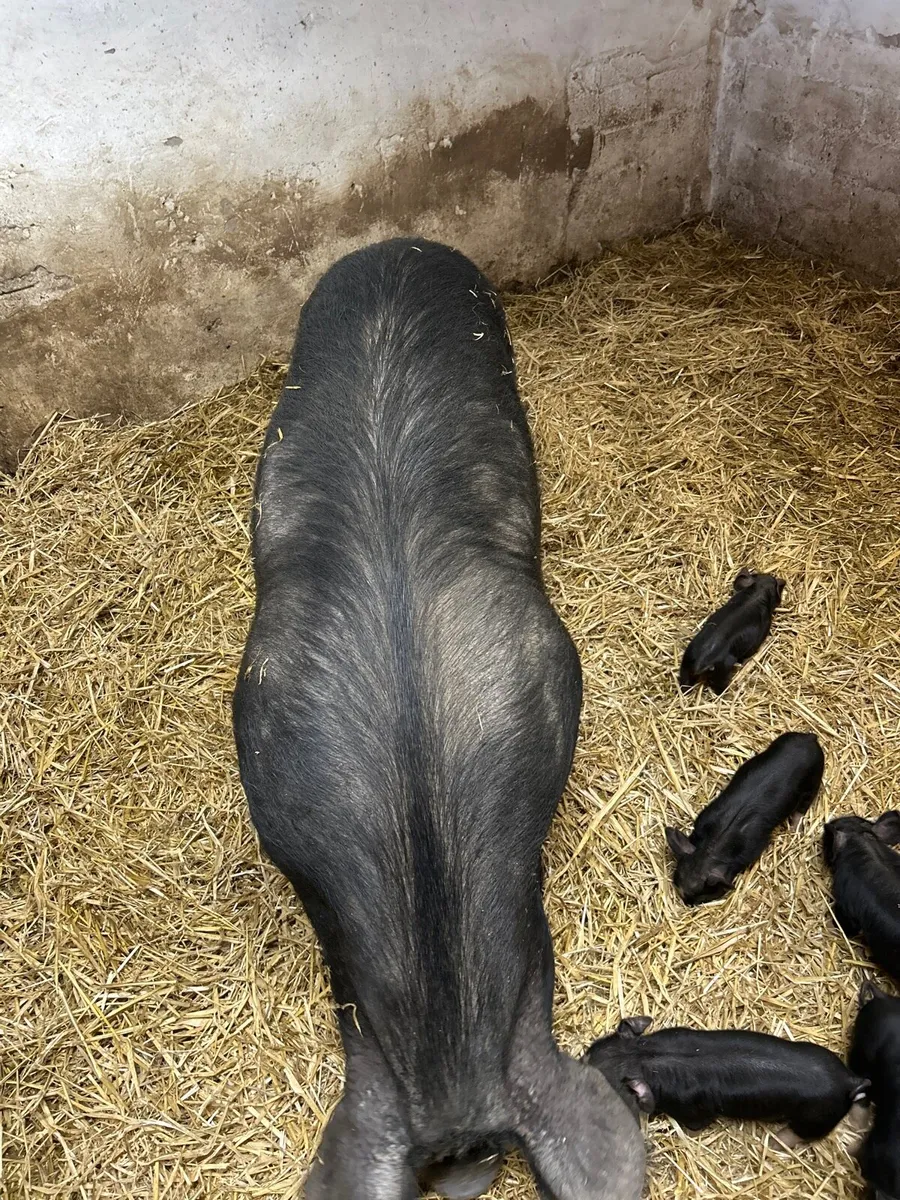 Pigs - Image 2
