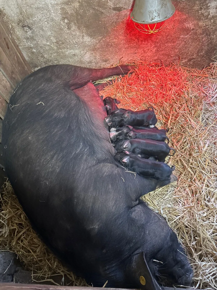 Pigs - Image 4