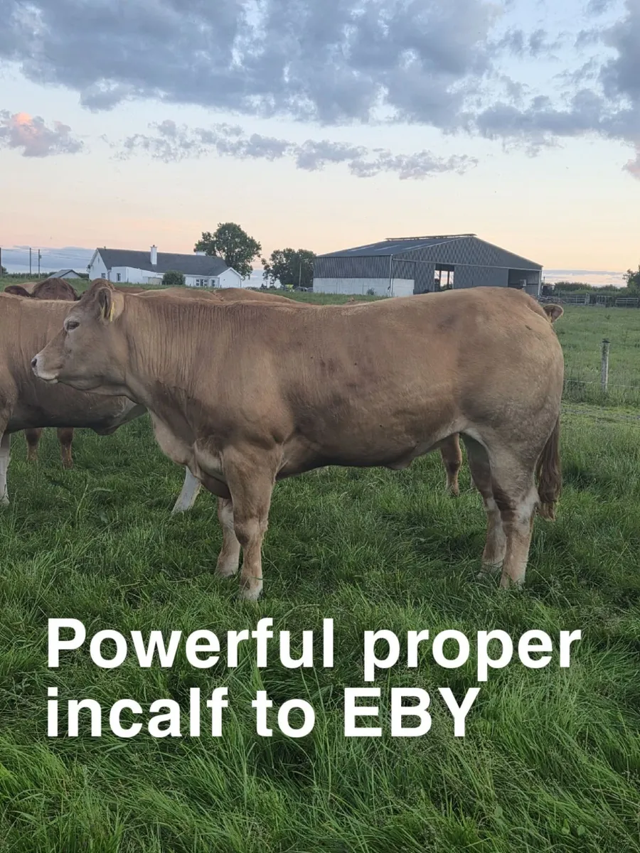 In calf Heifers - Image 3