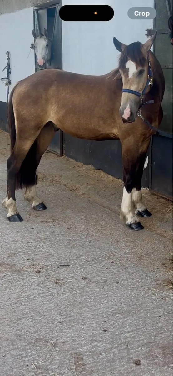 3 year old dun flashy cob - Image 2