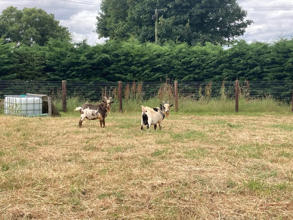 2 Miniature Pygmy Bucks - Image 2