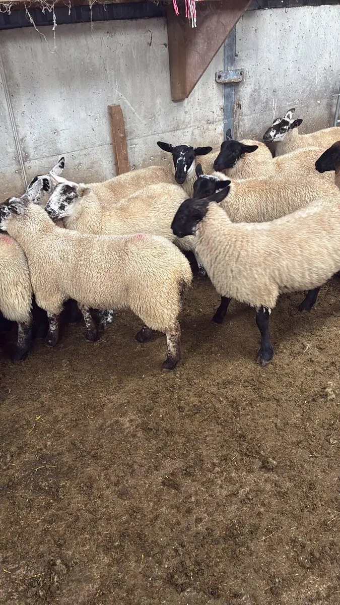 Suffolk ewe lambs - Image 2