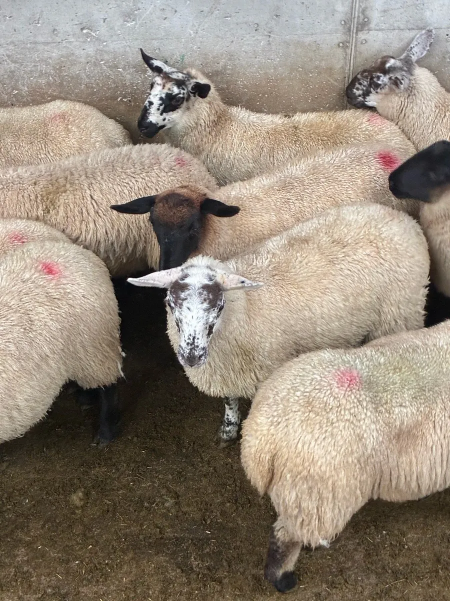 Suffolk ewe lambs - Image 3