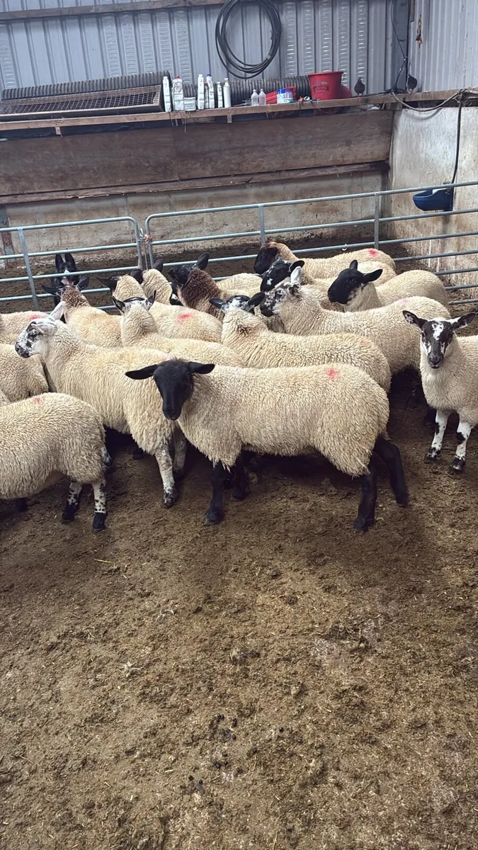 Suffolk ewe lambs - Image 4