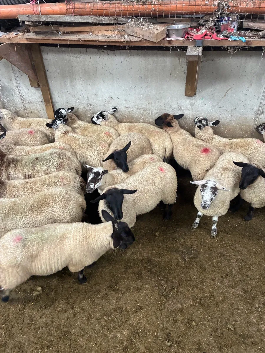 Suffolk ewe lambs - Image 1