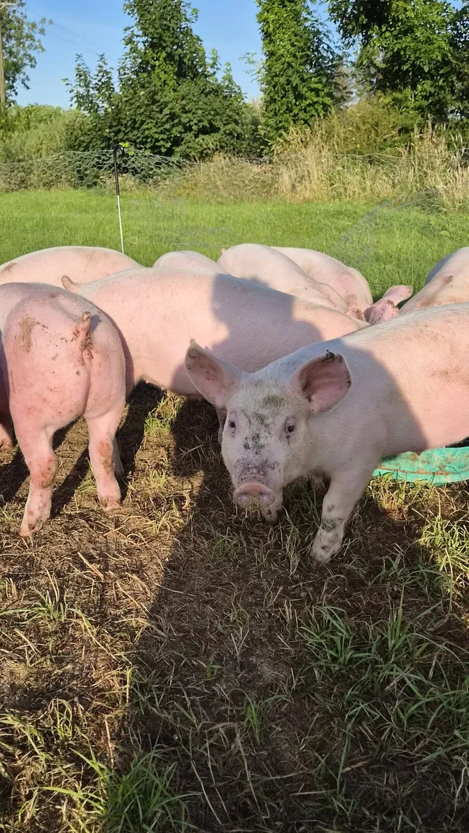 12 Pigs ready to go - Image 1