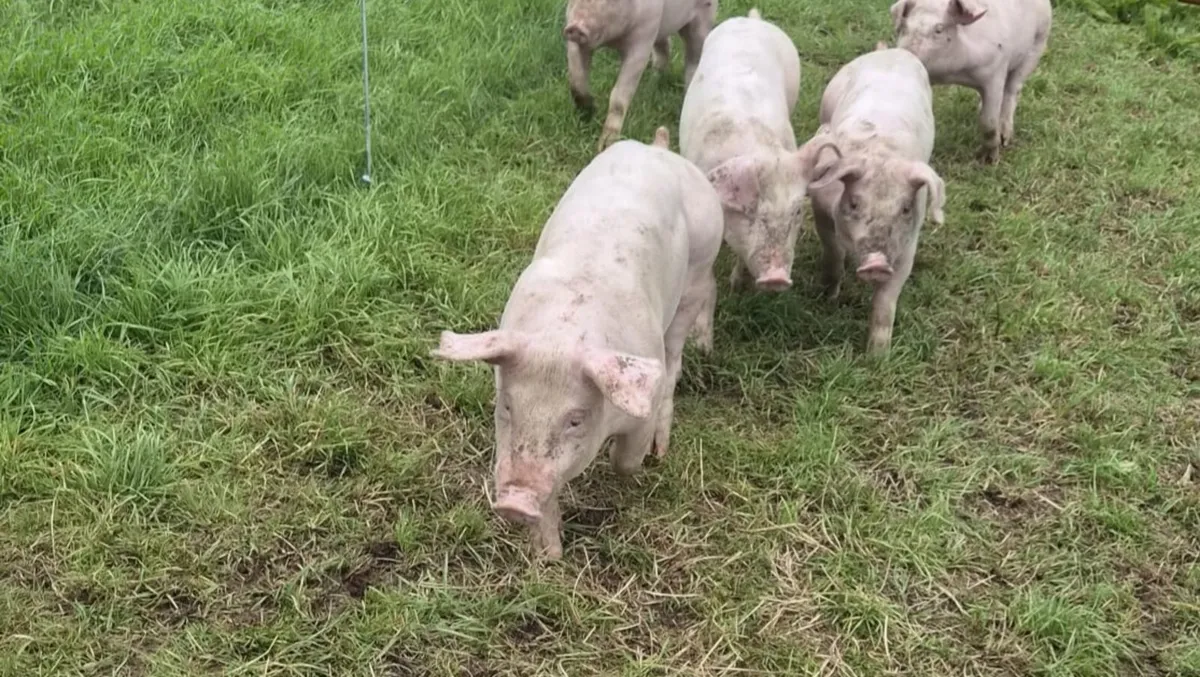 12 Pigs ready to go - Image 2