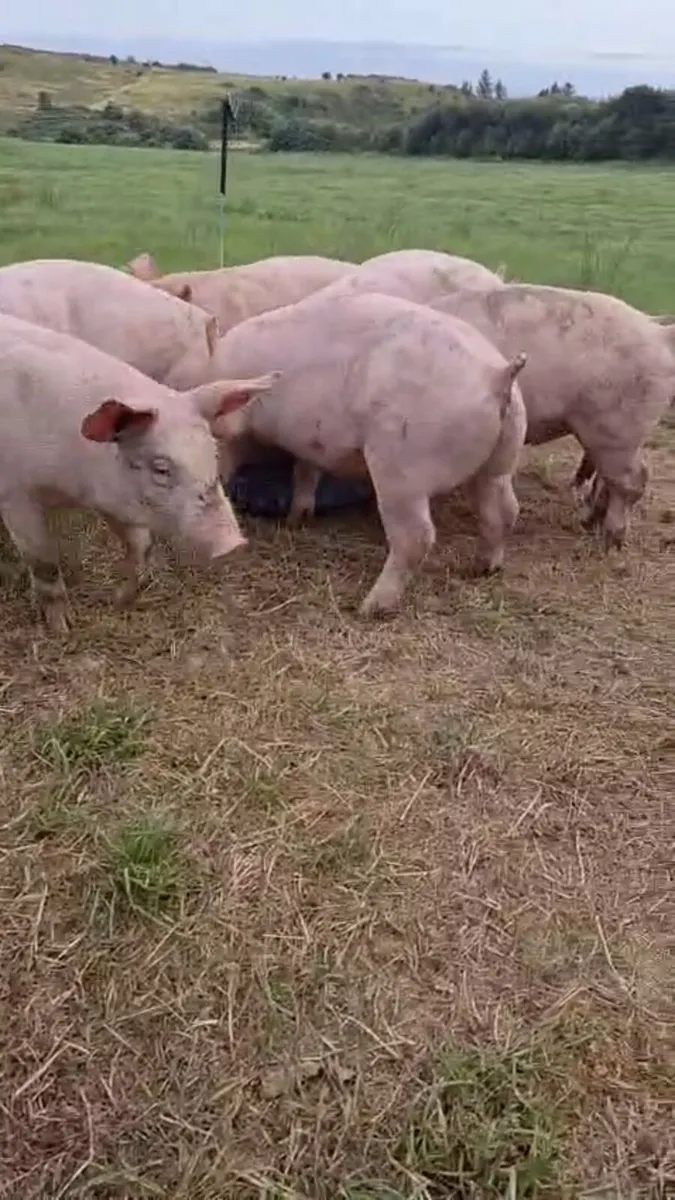 12 Pigs ready to go - Image 3