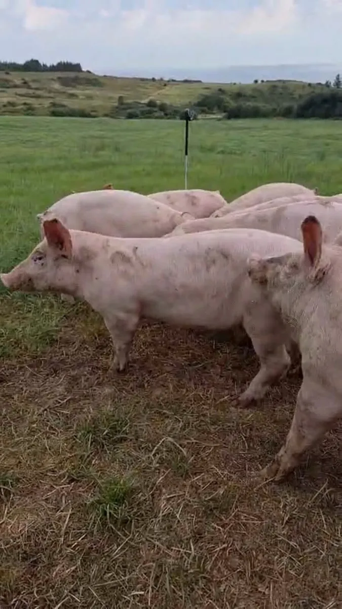 12 Pigs ready to go - Image 4