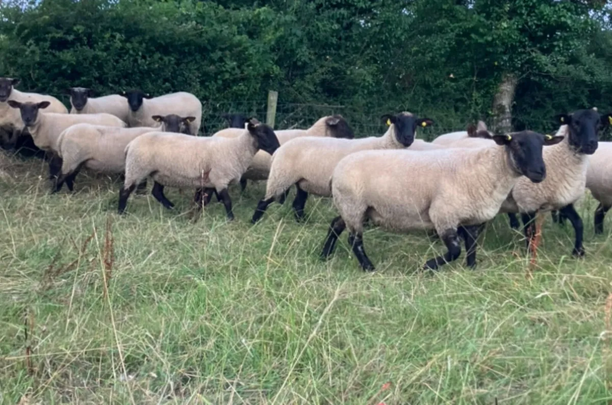 *** Top quality Suffolk Hoggets *** - Image 1