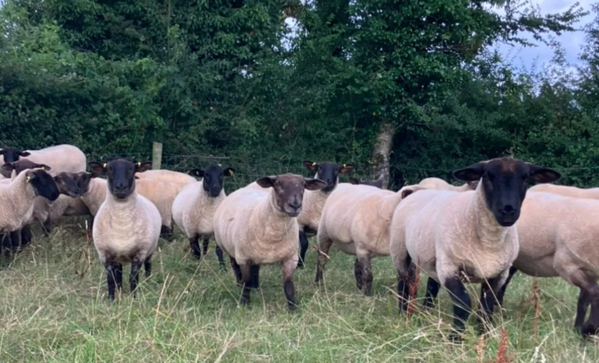 *** Top quality Suffolk Hoggets *** - Image 2