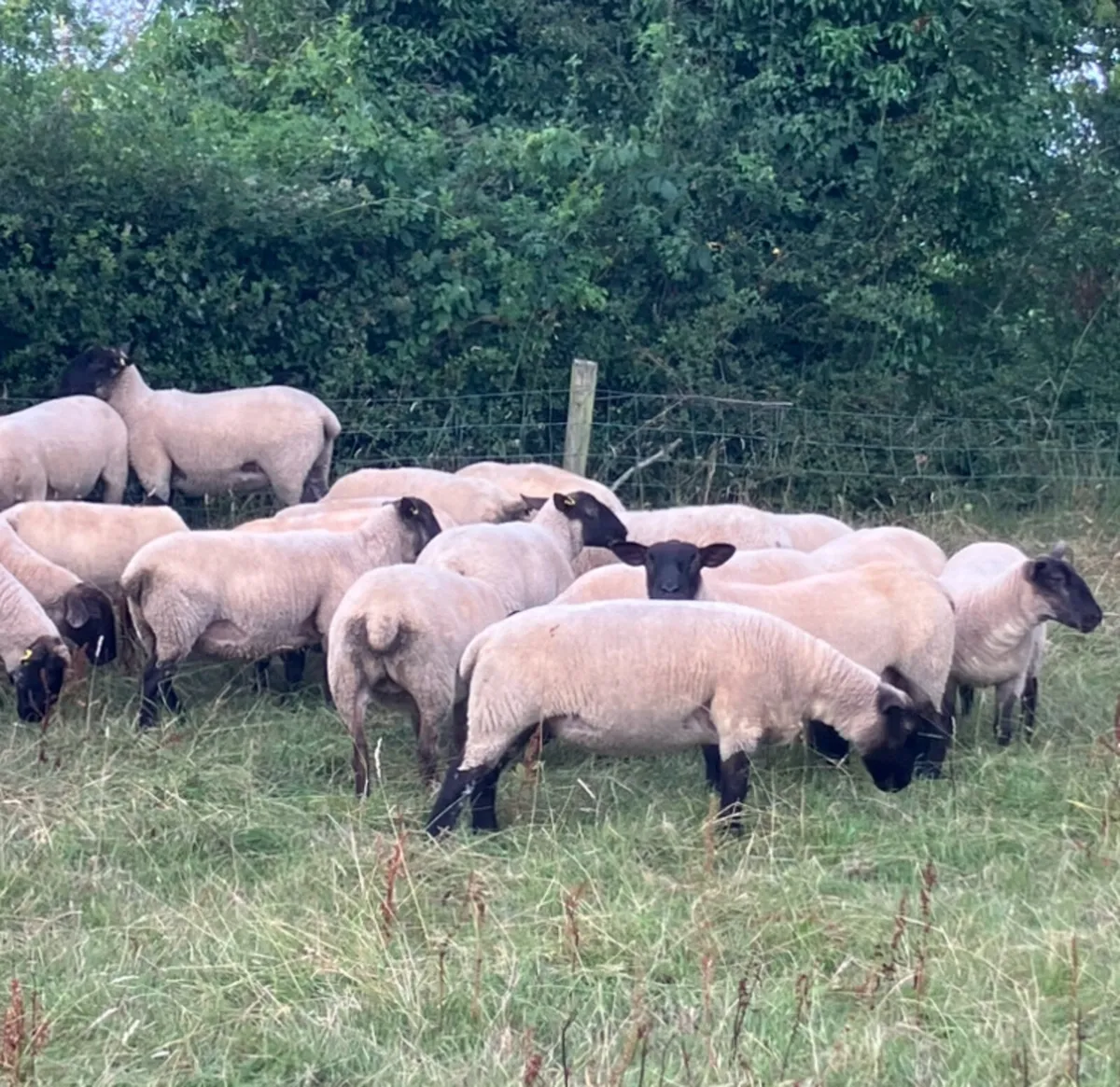 *** Top quality Suffolk Hoggets *** - Image 3