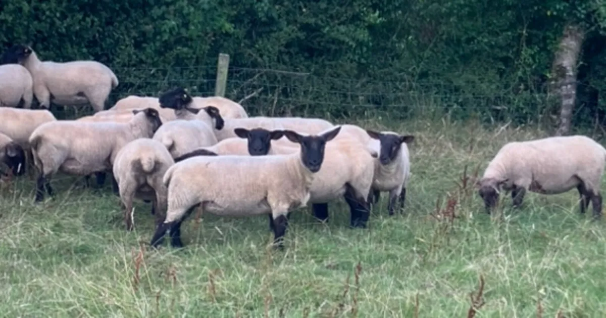 *** Top quality Suffolk Hoggets *** - Image 4