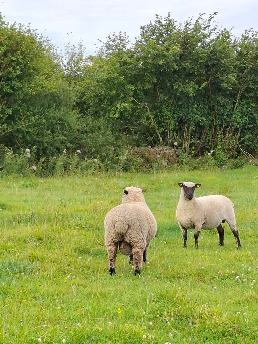 Shropshire Ram and Ram Lambs - Image 1