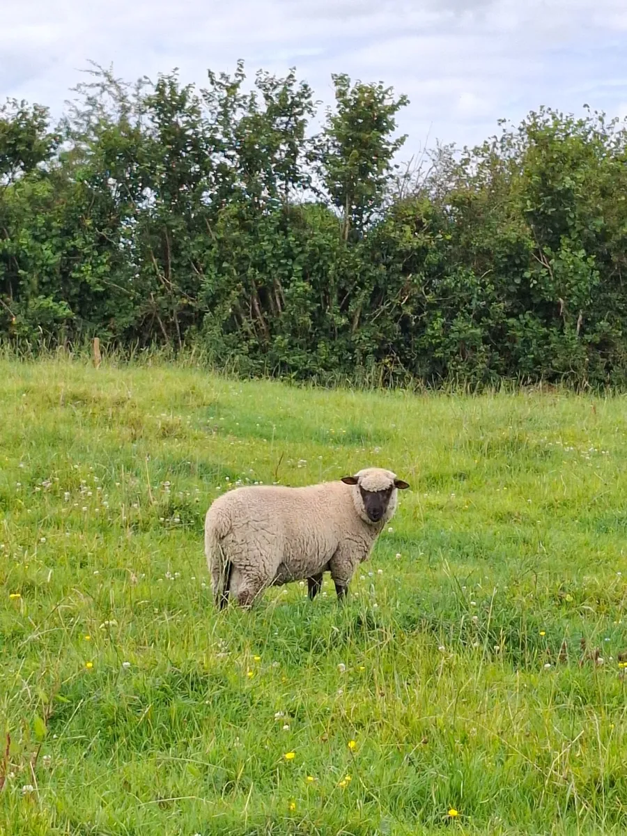 Shropshire Ram and Ram Lambs - Image 2