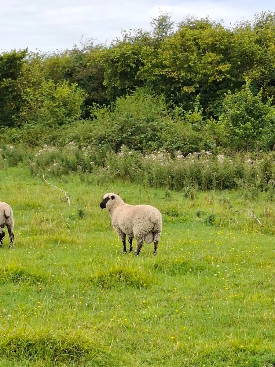 Shropshire Ram and Ram Lambs - Image 4
