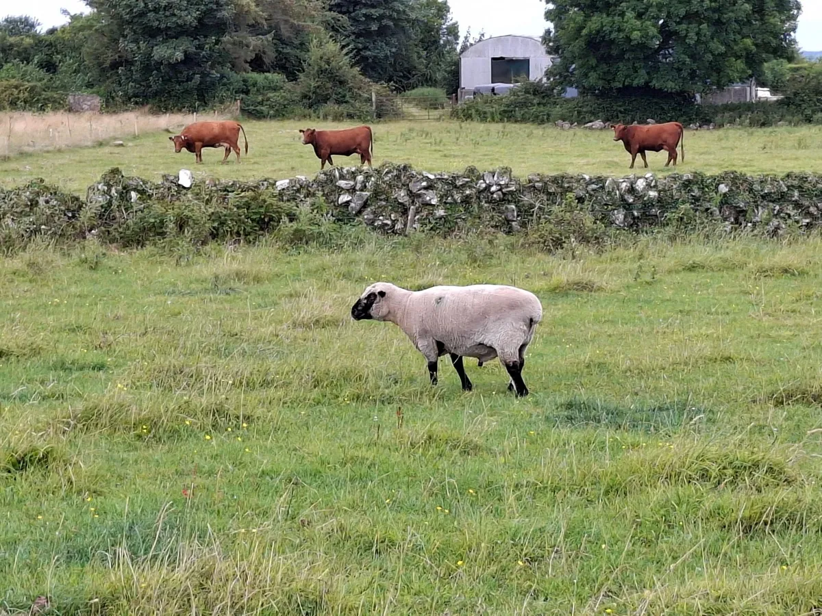 Shropshire Ram and Ram Lambs - Image 3