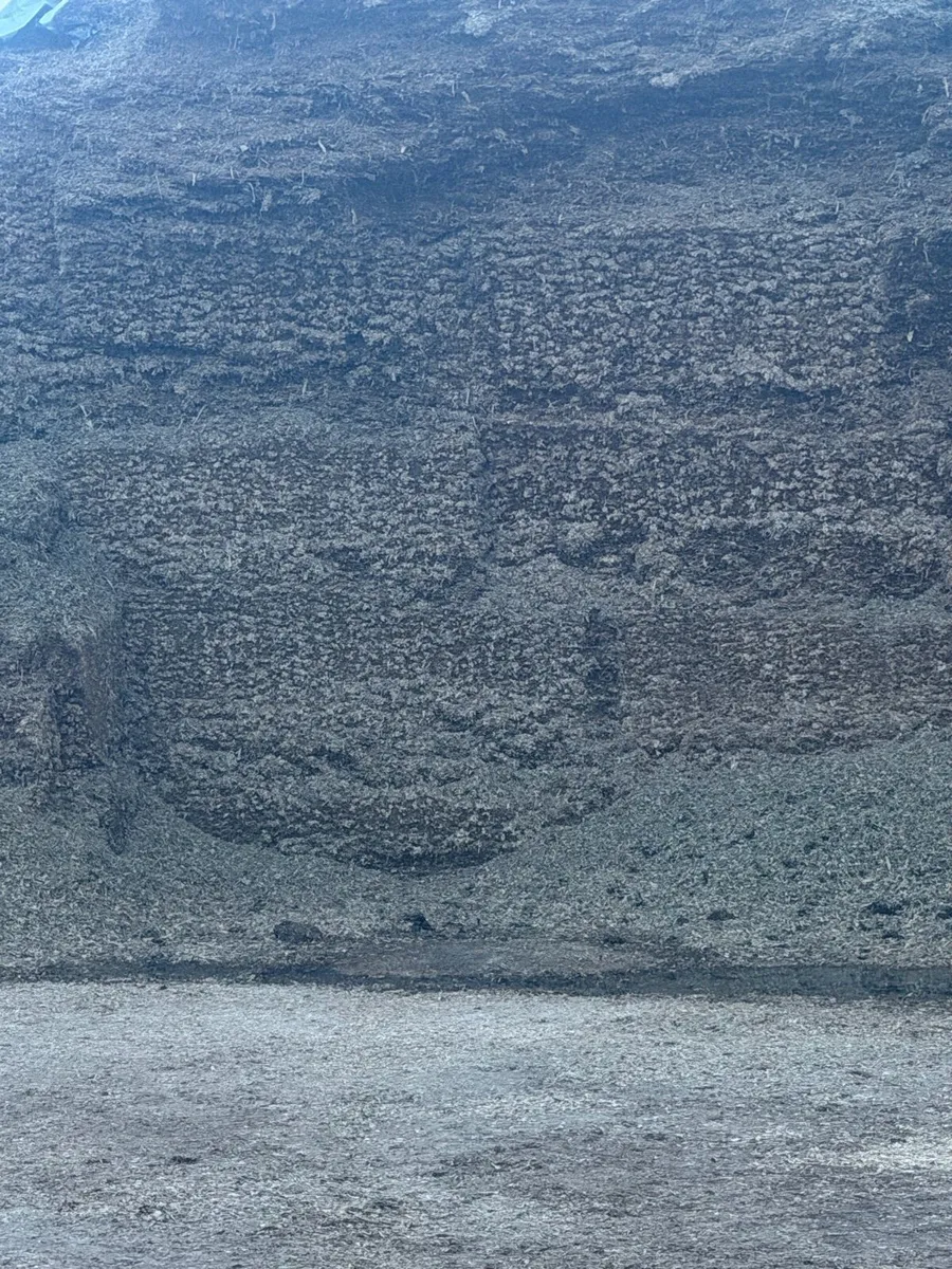 Maize silage - Image 1