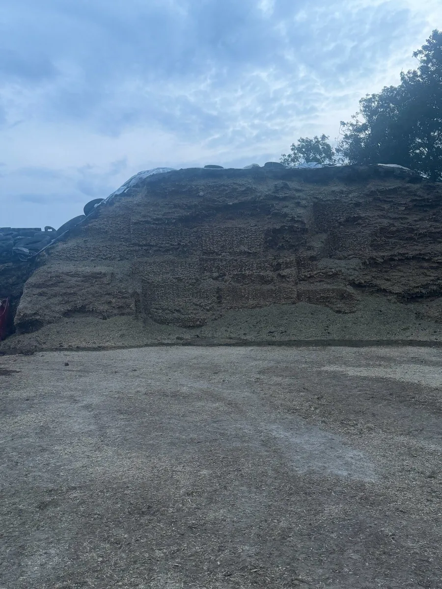 Maize silage - Image 2