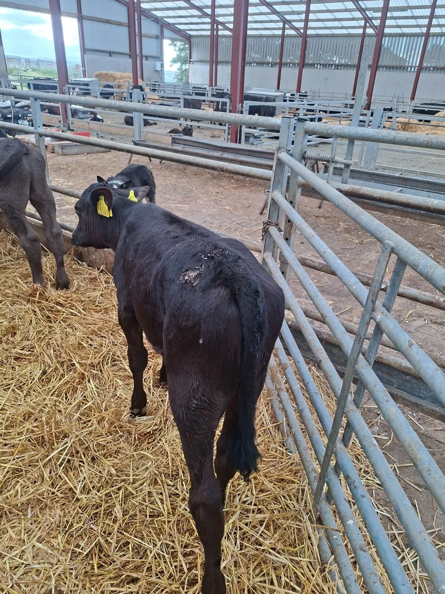 Aberdeen Angus runners - Image 1