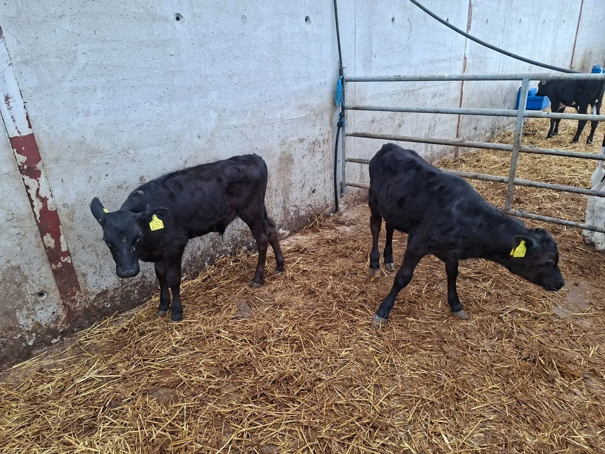 Aberdeen Angus runners - Image 2