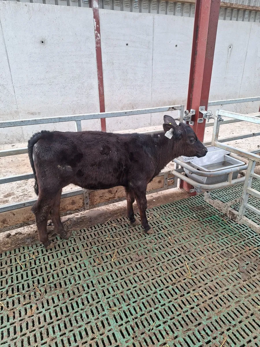 Aberdeen Angus runners - Image 3